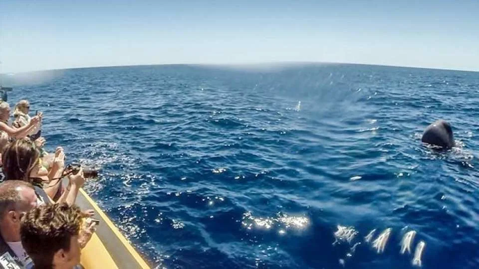 Azores whale watching and Islet boat tour