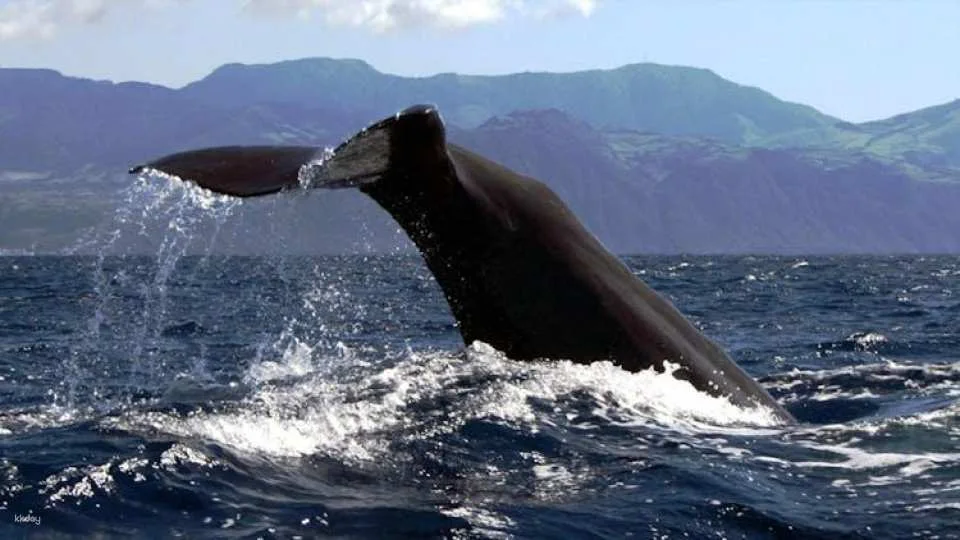 Azores whale watching and Islet boat tour