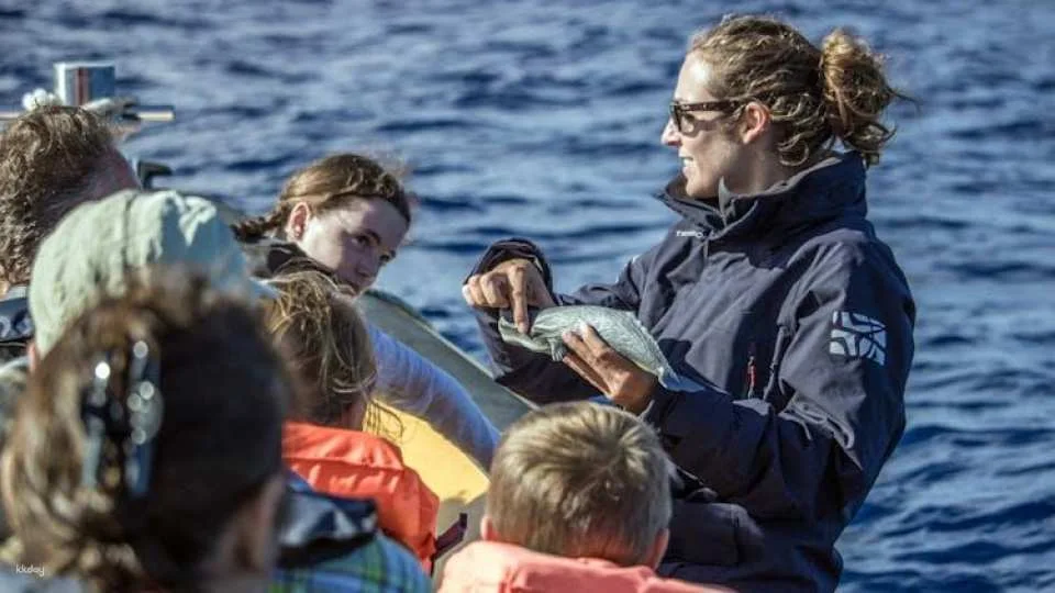 Azores whale watching and Islet boat tour