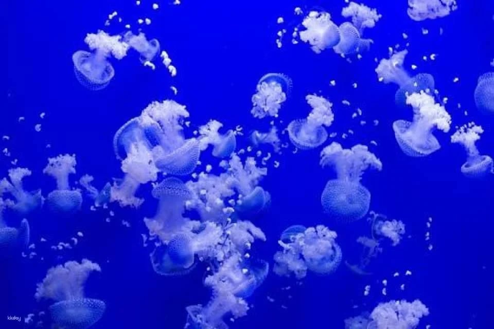 Tickets for Seville aquarium
