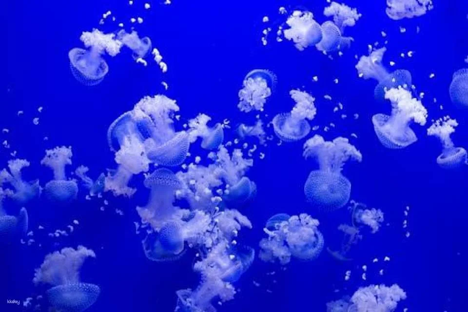 Tickets for Seville aquarium