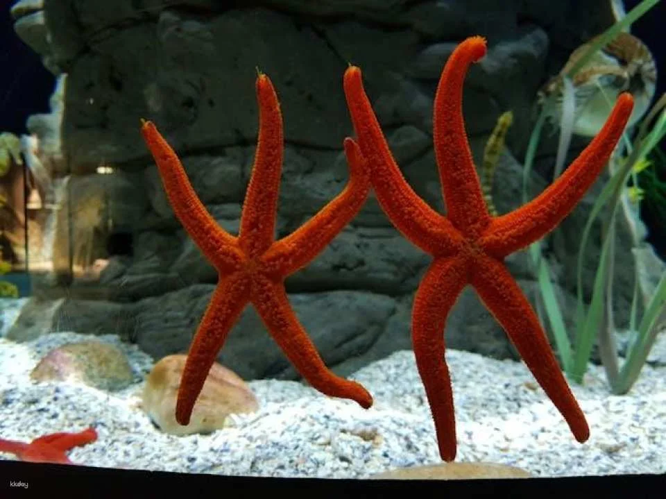 Tickets for Seville aquarium