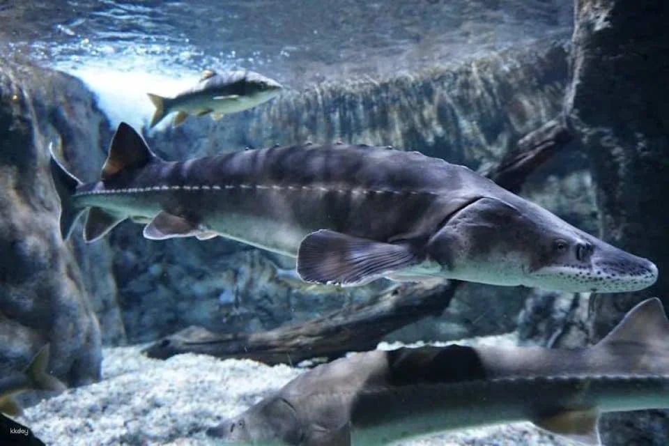 Tickets for Seville aquarium