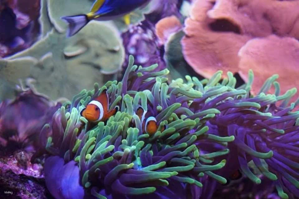 Tickets for Seville aquarium