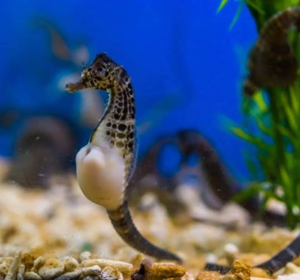 Tickets for Seville aquarium