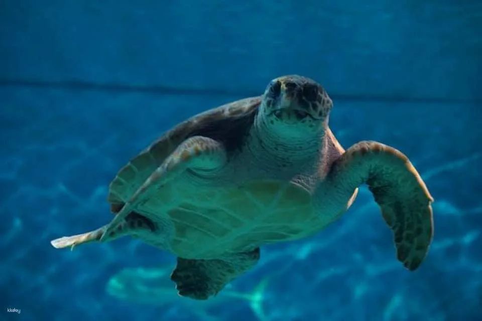 Tickets for Seville aquarium