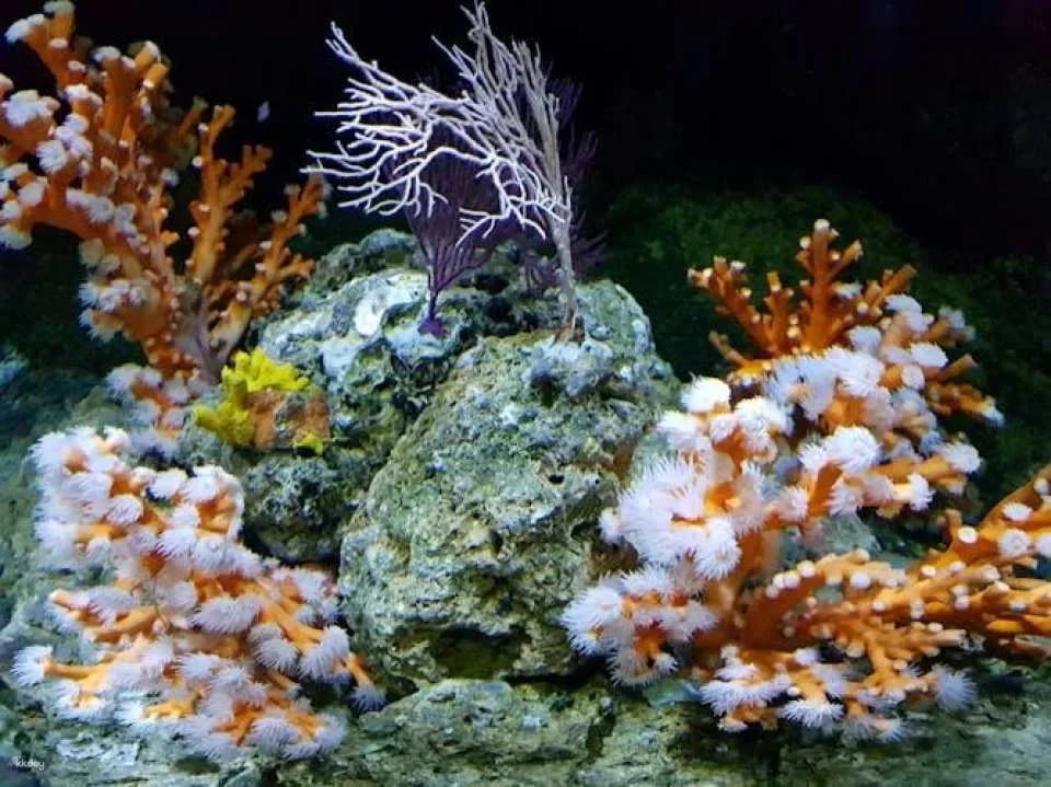 Tickets for Seville aquarium