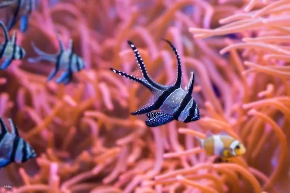 Tickets for Seville aquarium