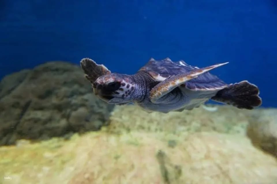 Tickets for Seville aquarium