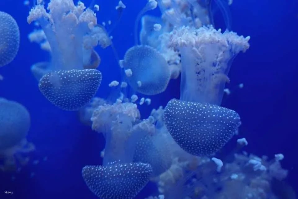 Tickets for Seville aquarium