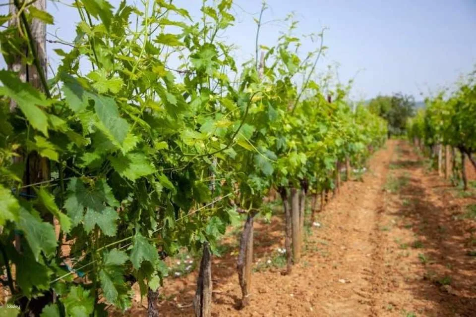 Brunello half-day wine tour from Siena