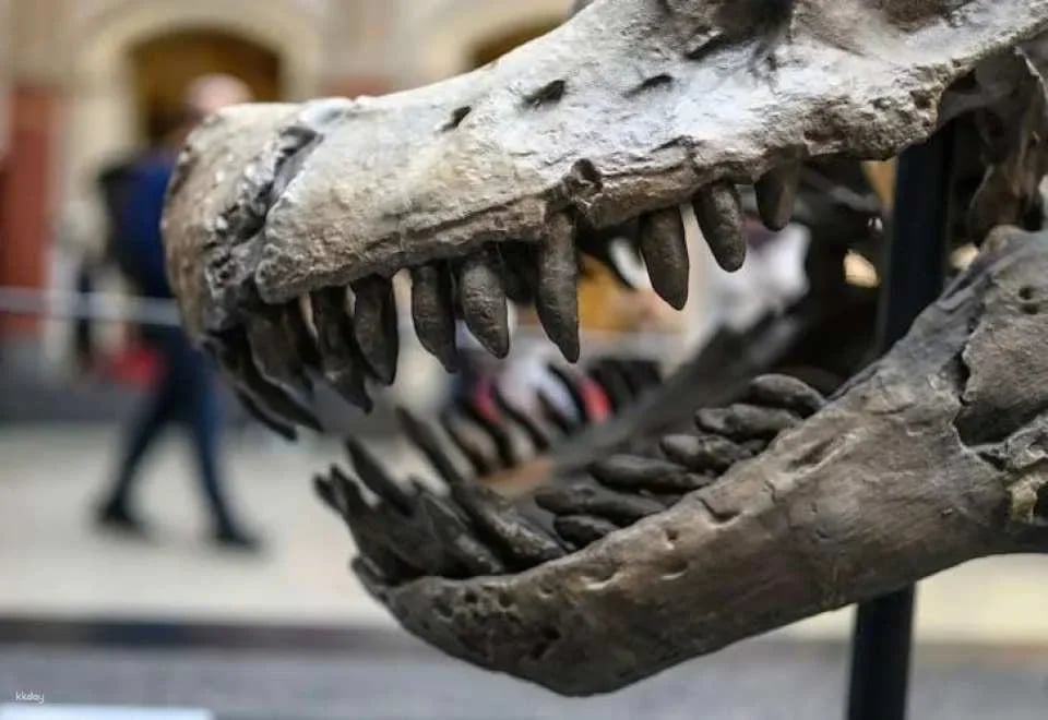 Berlin Natural History Museum in-app audio tour