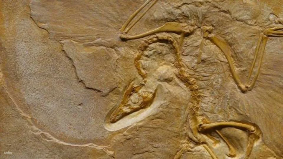 Berlin Natural History Museum in-app audio tour