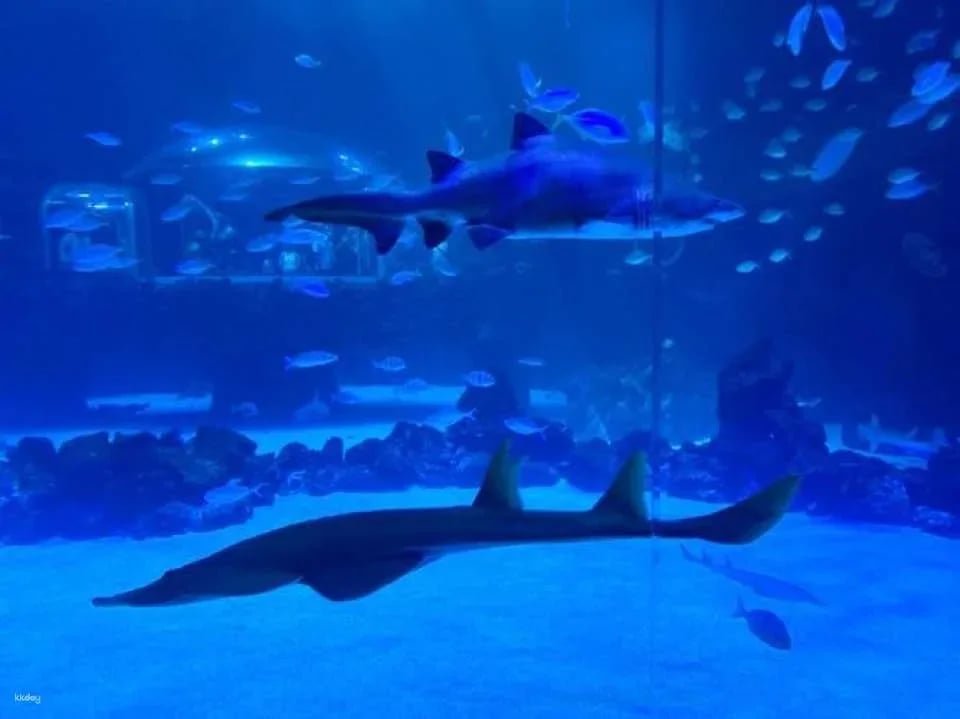 Poema del Mar Aquarium skip-the-line tickets