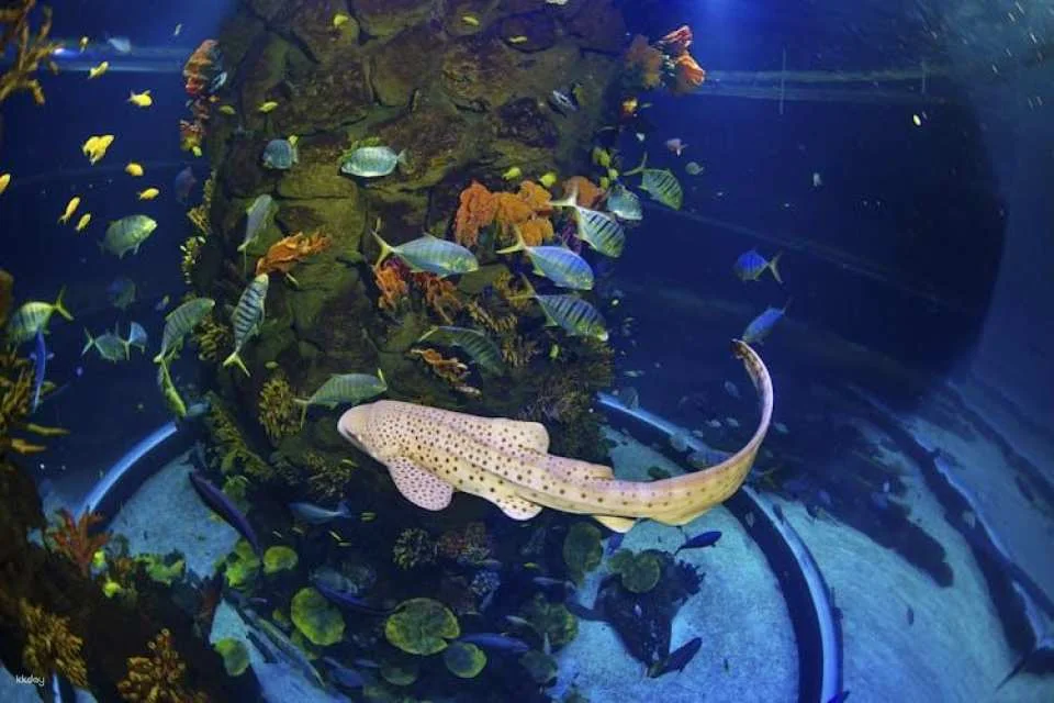 Poema del Mar Aquarium skip-the-line tickets
