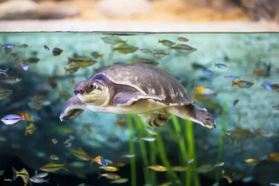 Poema del Mar Aquarium skip-the-line tickets