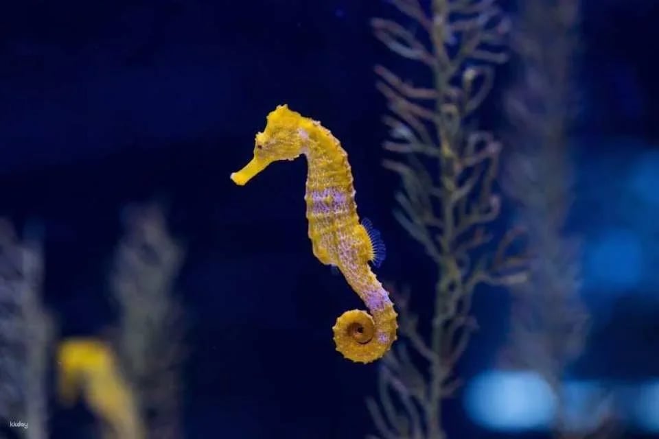 Poema del Mar Aquarium skip-the-line tickets