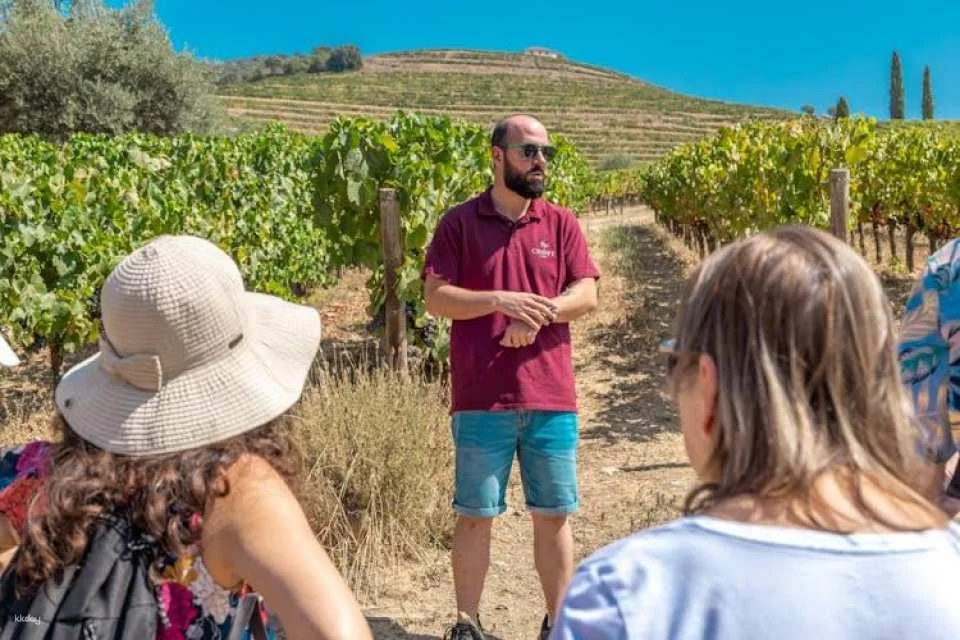 Douro half-day tour with wine, boat trip and viewpoint