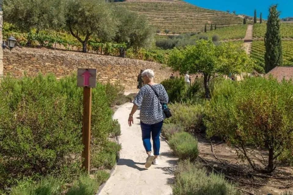 Douro half-day tour with wine, boat trip and viewpoint