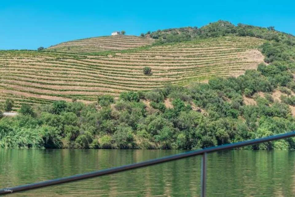 Douro half-day tour with wine, boat trip and viewpoint