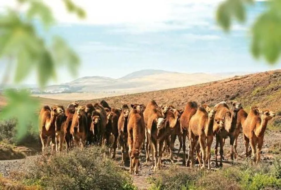 Oasis Wildlife Fuerteventura ticket including camels encounter