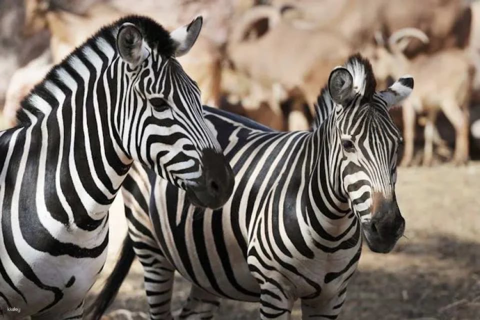 Oasis Wildlife Fuerteventura ticket including camels encounter