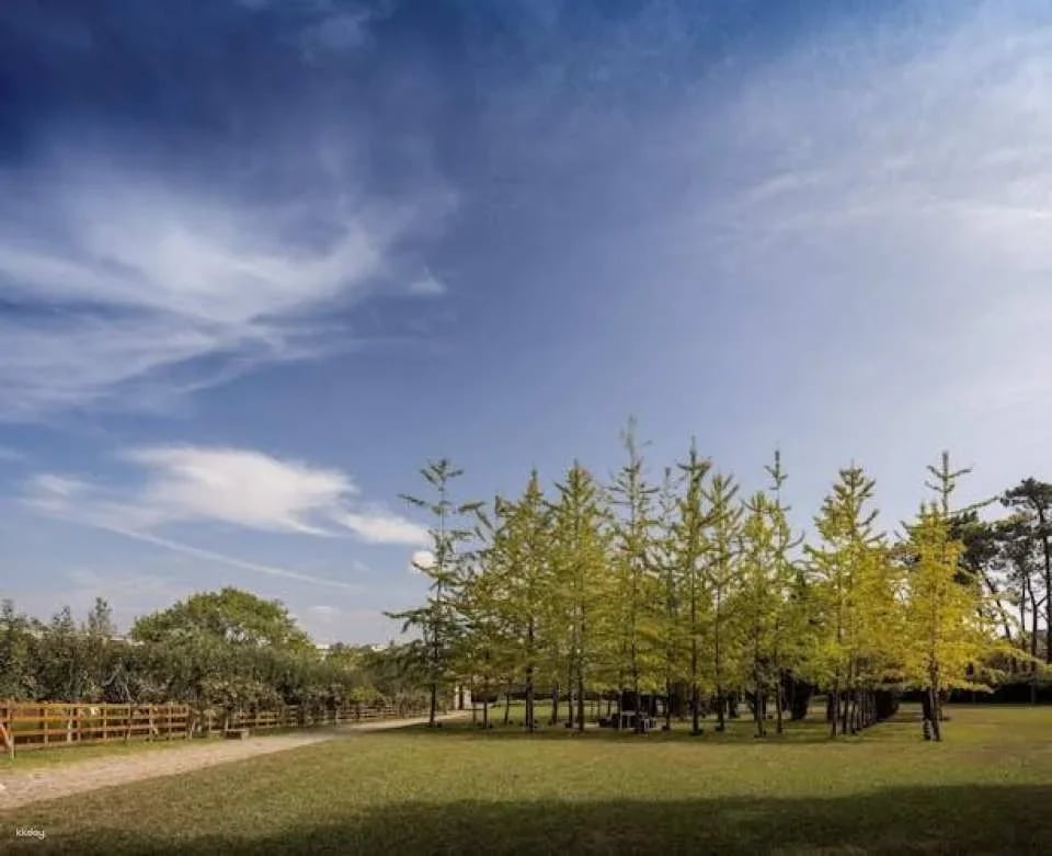 Entrance tickets to Serralves Park in Porto