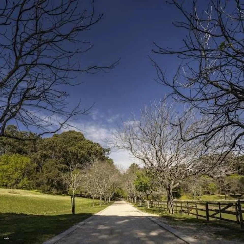 Entrance tickets to Serralves Park in Porto