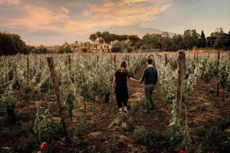Sunset vineyard walk and gourmet wine pairing dinner in Sicily