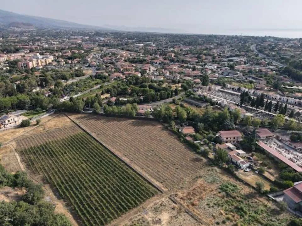 Sunset vineyard walk and gourmet wine pairing dinner in Sicily