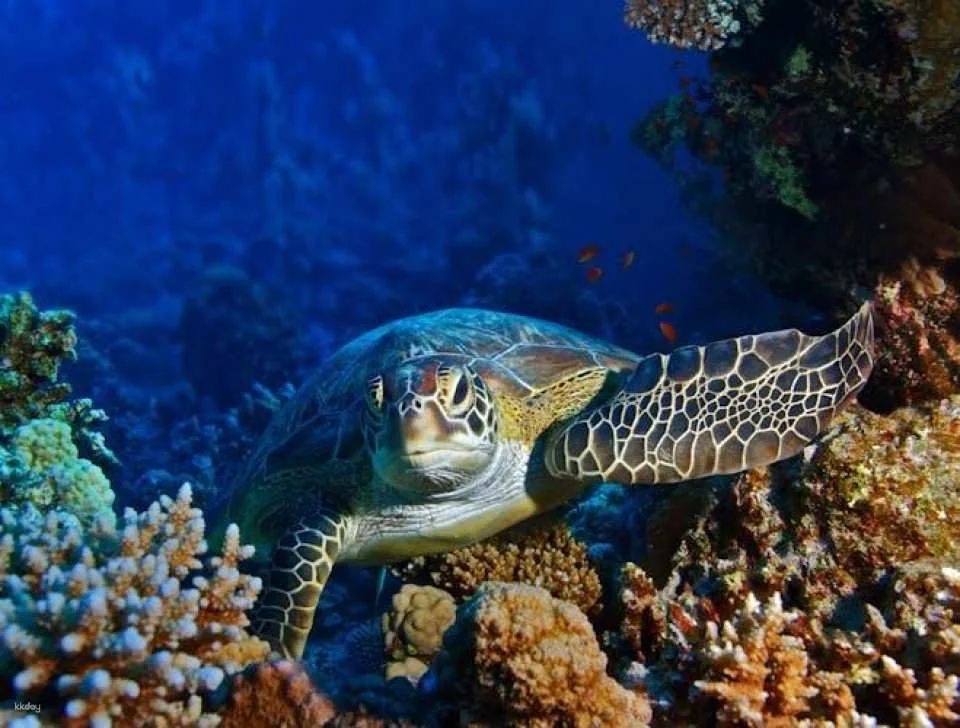 Tickets for aquarium of Livorno