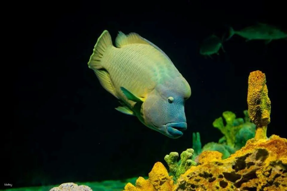 Tickets for aquarium of Livorno