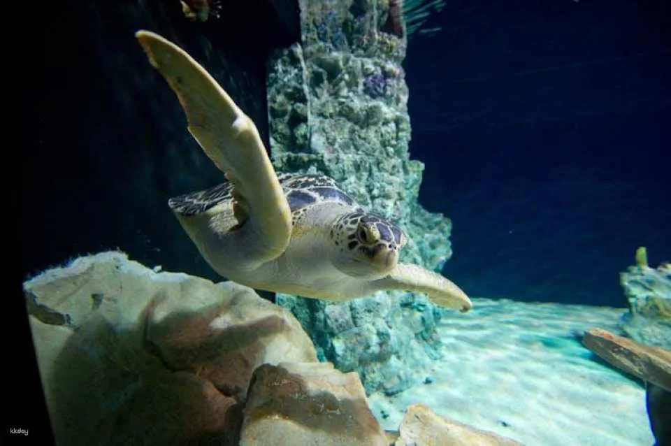 Tickets for aquarium of Livorno