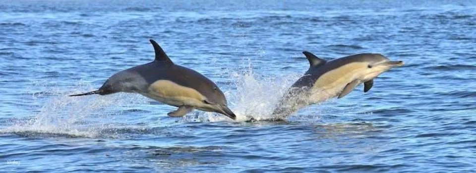 Dolphin and cave watching cruise aboard the Insónia
