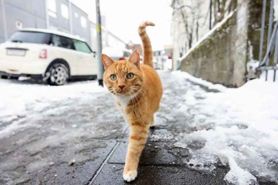 Reykjavik private walking tour for cat lovers