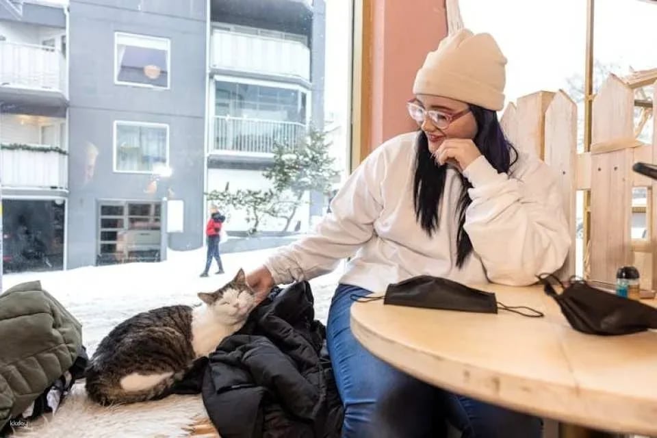 Reykjavik private walking tour for cat lovers
