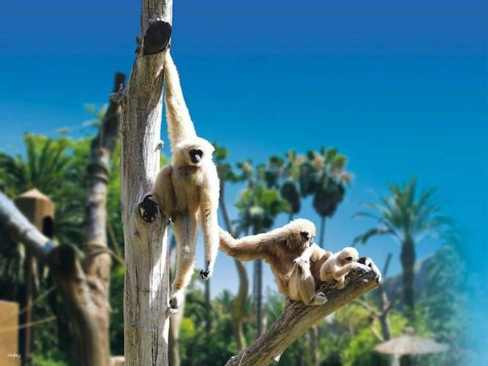 Aqualand & Palmitos Park Ticket Package