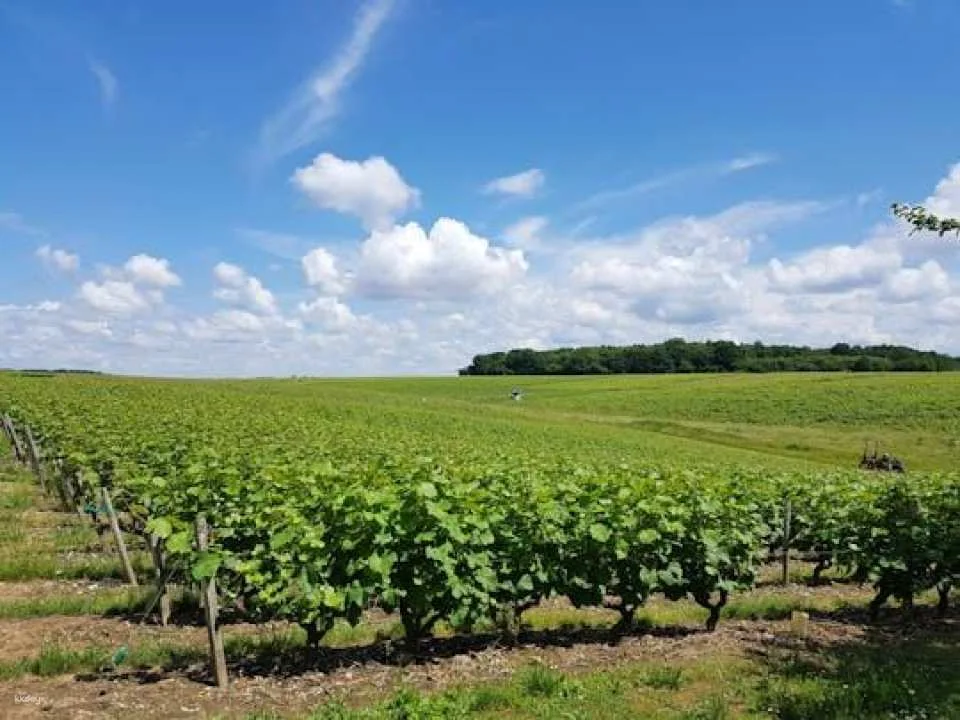 Loire Valley Day from Tours with Visit to Azay le Rideau and Villandry (607871)