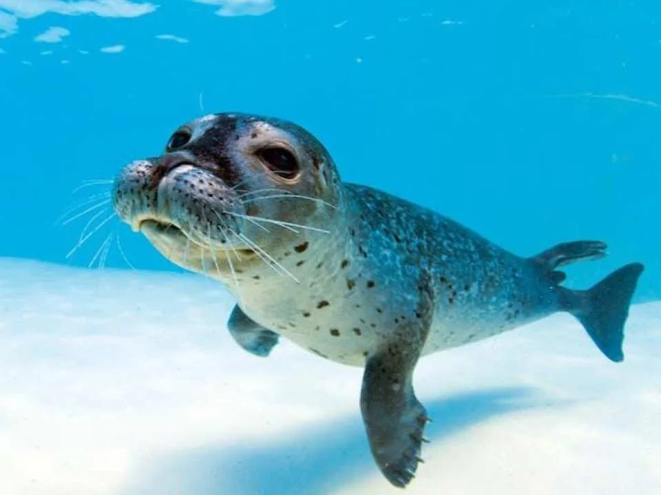 Marineland visit in Majorca with transfer