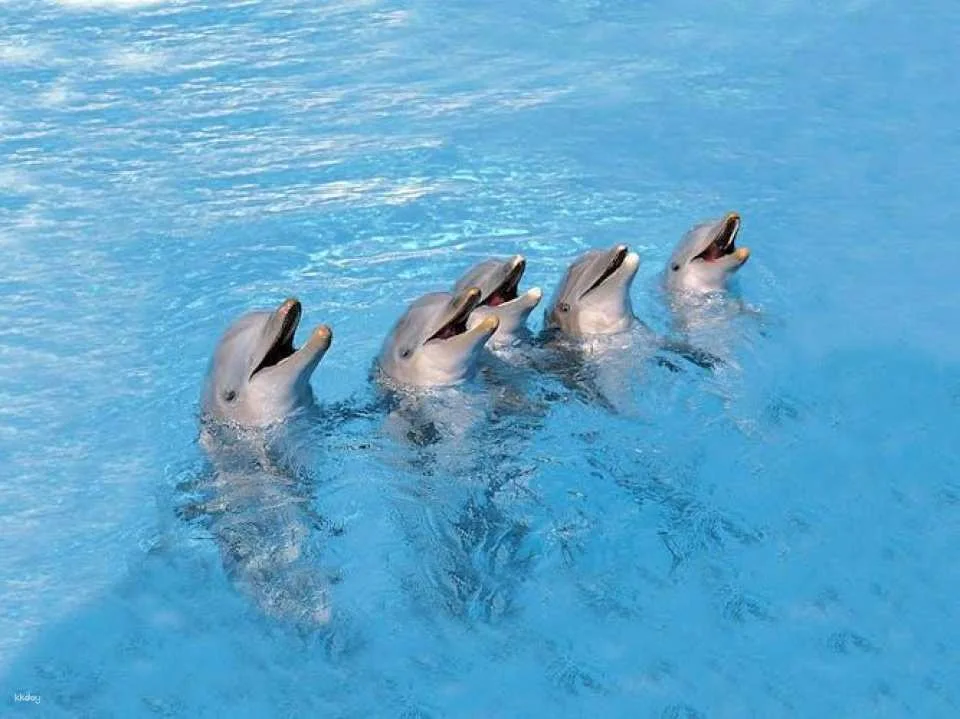 Marineland visit in Majorca with transfer