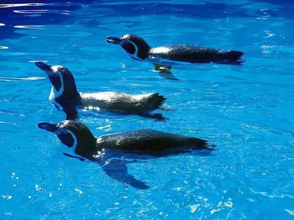 Marineland visit in Majorca with transfer