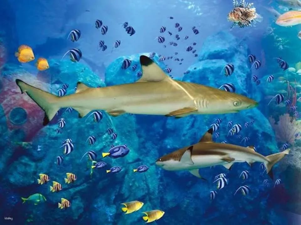 Marineland visit in Majorca with transfer