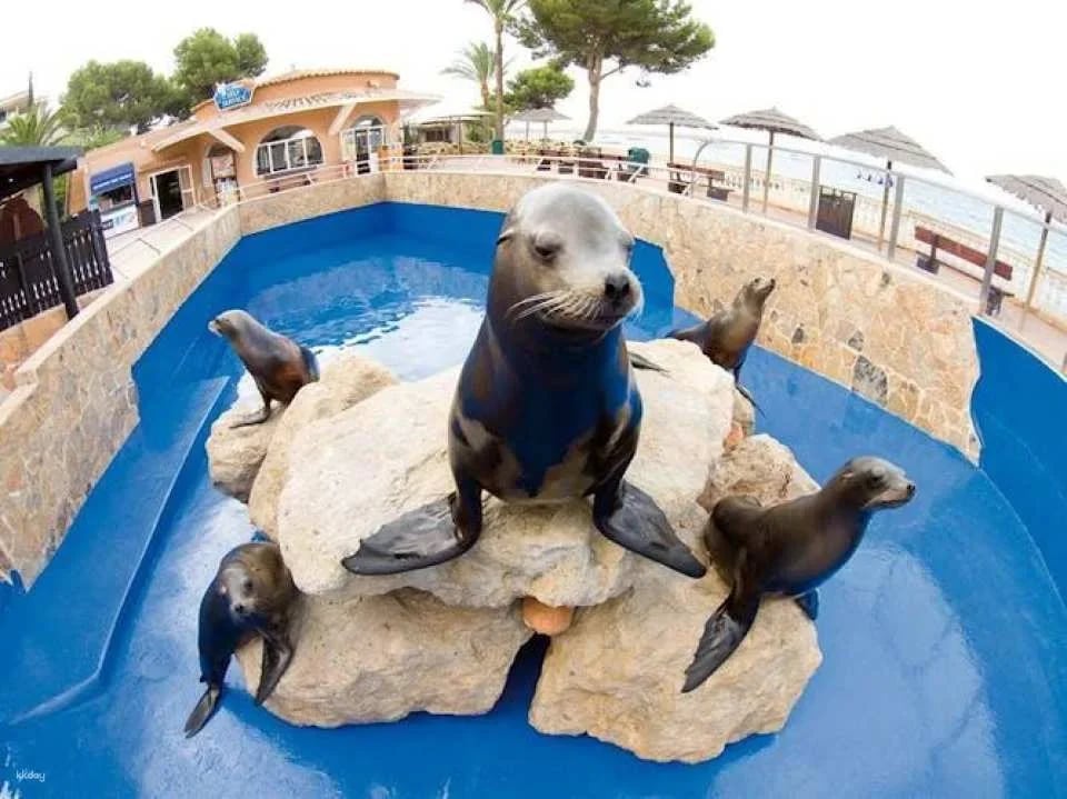 Marineland visit in Majorca with transfer