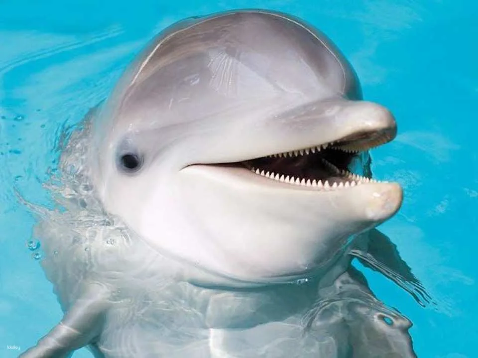 Marineland visit in Majorca with transfer