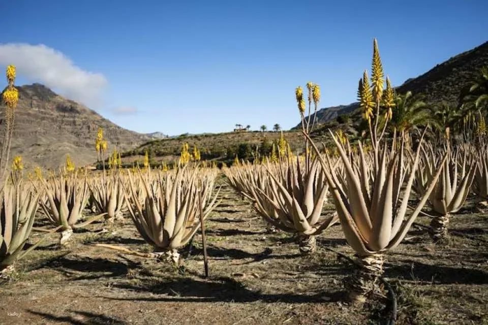 Full-day excursion to Fataga and Tejeda in Gran Canaria