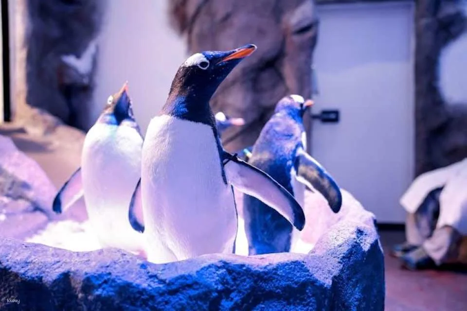 Dubai Aquarium and Underwater Zoo silver pass