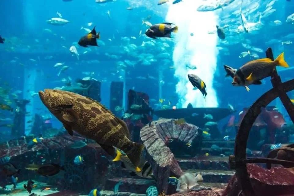 Dubai Aquarium and Underwater Zoo silver pass