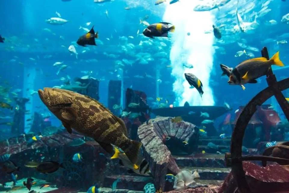 Dubai Aquarium and Underwater Zoo silver pass