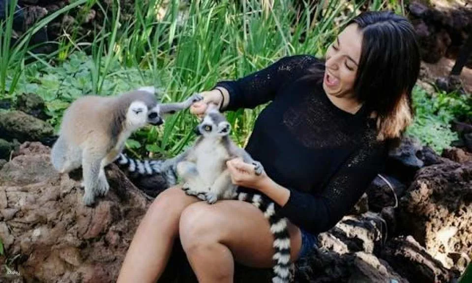 Oasis Wildlife Fuerteventura entrance with lemur experience