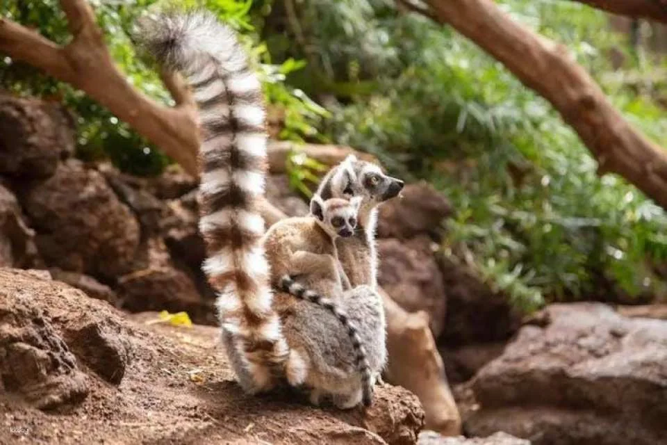 Oasis Wildlife Fuerteventura entrance with lemur experience